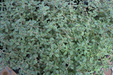 Thymus Silver Posie (Thyme) 10.5cm Pot