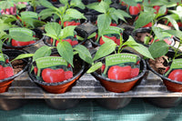 Chilli Pepper Cajun Belle 10.5cm Pot
