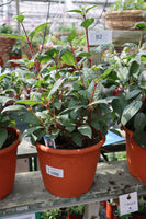 Hardy Fuchsia 3L Pot