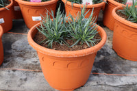 Dianthus Sugar Plum 6L pot (Border Pinks)