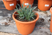 Dianthus Sugar Plum 2L pot (Border Pinks)