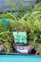 FERN WOOD (HARDY DECIDUOUS) 1L