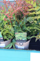 FERN EVERGREEN AUTUMN 1L