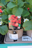 STRAWBERRY FLORENCE 1.5L