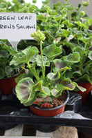 Zonal (Upright) Geranium Salmon 13cm Pot