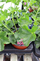 Ivy (Trailing) Geranium Lilac 13cm Pot