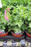 Ivy (Trailing) Geranium Dark Pink 13cm Pot