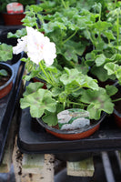 Ivy (Trailing) Geranium White 13cm Pot