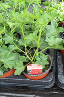 Ivy (Trailing) Geranium Red 13cm Pot