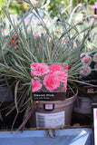 DIANTHUS DEVON LILY THE PINK (PROTECTED) 1L