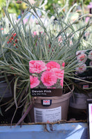 DIANTHUS DEVON LADY IN RED (PROTECTED) 1L