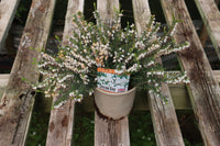 ERICA WHITE PERFECTION - HARDY TUBS & BASKETS