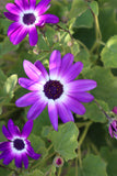 SENETTI VIOLET BICOLOUR 2L