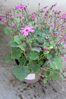 SENETTI PINK BICOLOUR 2L