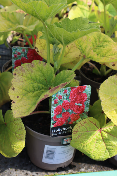 HOLLYHOCK DOUBLE SCARLET 1L