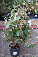 ELAEAGNUS X SUBMACROPHYLLA (EBBINGEI) 3L