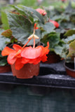 Illumination (Trailing) Begonia Orange 10cm Pot