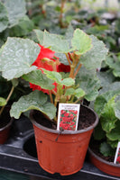 Illumination (Trailing) Begonia Scarlet 10cm Pot