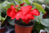 Begonia Illumination Scarlet 9cm