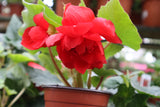 Begonia Illumination Scarlet 9cm