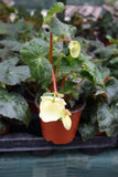 Begonia Illumination White 9cm