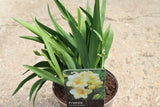 FREESIA LOVELY CREAM 1.5L