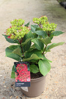 HYDRANGEA HOT RED 3L