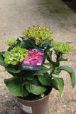 HYDRANGEA HOT RED PURPLE 3L