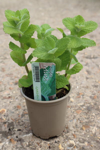 MINT BOWLES 9CM HERB