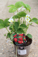 STRAWBERRY SYMPHONY 1.5L