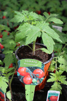 Tomato Moneymaker 9cm pot