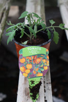 Tomato Tumbling Tom Yellow 9cm pot