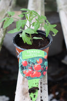 Tomato Tumbling Tom Red 9cm pot