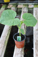 Cucumber Mini F1 9cm Pot