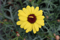 Argyranthemum Grandaisy Bright Yellow (Marguerite) 13cm Pot
