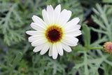 Argyranthemum Grandaisy Ivory White (Marguerite) 13cm Pot