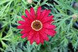 Argyranthemum Grandaisy Deep Red (Marguerite) 13cm Pot