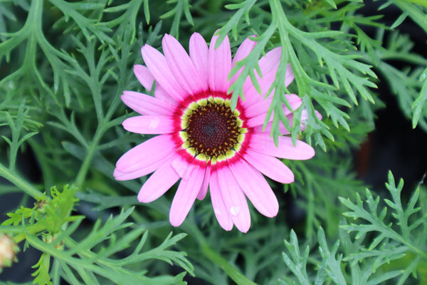 Argyranthemum Grandaisy Pink Halo (Marguerite) 13cm Pot