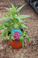 Penstemon Arabesque Violet 13cm