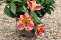 ALSTROEMERIA PRINCESS TAMARA 3L