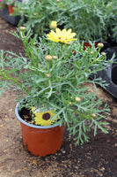 Argyranthemum Grandaisy Bright Yellow (Marguerite) 13cm Pot