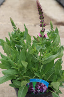 Salvia Sensation Medium Deep Rose 5L Pot