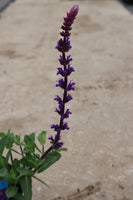 Salvia Caradonna 2L