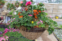 14" Mixed Summer Wicker Hanging Baskets