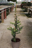 PYRACANTHA MOHAVE 4L