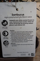 SAMBUCUS BLACK LACE 3L