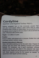 CORDYLINE SPARKLER 2L
