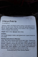HEUCHERA CRANBERRY 2L