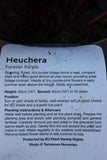 HEUCHERA FOREVER PURPLE 2L