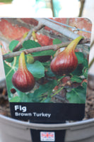 FIG BROWN TURKEY (BUSH) 3L